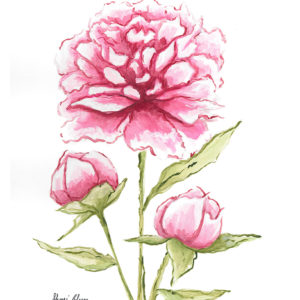 Pink Peonies Watercolor Art Prints by Sherri Blum